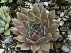 多肉植物 センペルビウムのサムネイル