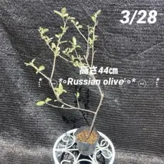 ①*ஐ香りも良い淡い黄色の小花*ஐヤナギバグミ苗木【ロシアンオリーブ】ポット苗のサムネイル
