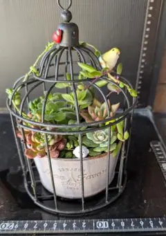 し*ま様 110207多肉植物の寄せ植え★鳥かご作品