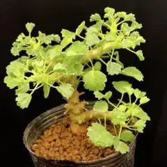 2026年最新】ペラルゴニウムの人気アイテム - メルカリ