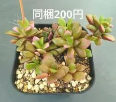 多肉植物 『うずら』カランコエ カット苗 オマケ付き - メルカリ