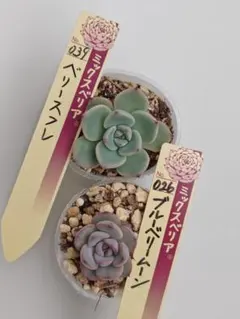 2026年最新】ミックスベリア 円の人気アイテム - メルカリ