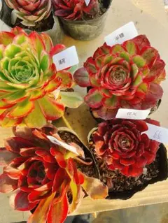 65 多肉植物 アエオニウム 抜き苗 4種セット