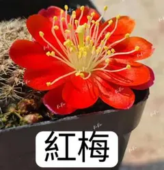 19-紅梅　超人気　花サボテン メディオロビビア　カキコのサムネイル