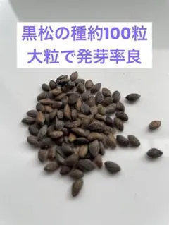 2026年最新】黒松種子の人気アイテム - メルカリ