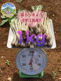 伊江島産 島らっきょう 1.5kg - メルカリ