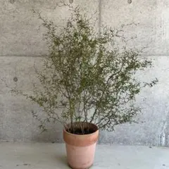 ソフォラリトルベイビー メルヘンの木 ジグザグの木 観葉植物 - メルカリ
