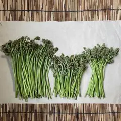 愛媛県産 青わらび440g ＋おまけ（3割れ深め）75g