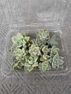多肉植物 朧月 カット苗 15カット - メルカリ