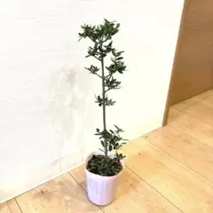 キジフ様 リクエスト 3点 まとめ商品