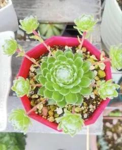 アエオニウム サラダボール カット苗 - メルカリ