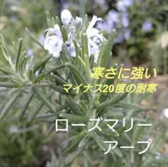 【6-N】耐寒性-20度　1番寒さに強い　ローズマリーアープ苗