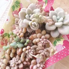 姫秀麗❁︎3種セット