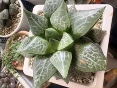 多肉植物 ハオルチア 韓国苗 ピクタ ピンク グレイ系 抜き苗 群生 3頭