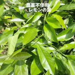 ♾️ 가지가 있는 레몬 잎 50장 이상, 무농약, 발효력이 있는 건강한 잎 ✨