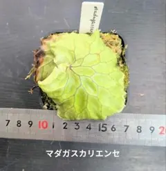 ビカクシダ、マダガスカリエンセ苗③のサムネイル