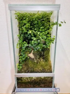 コケリウム水槽　(ヒメイタビ　屋久島産)のサムネイル