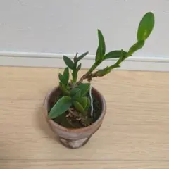 洋ラン　リンカトデンドラ厶 洋ラン リンカトデンドラ厶 - メルカリ