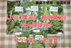 沖縄県やんばる産マジックリーフ 120g 43〜50枚入 UV殺菌灯照射済み⑤