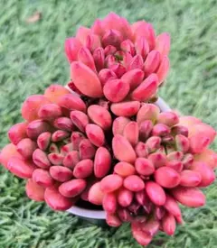 ❤️ぽちゃかわ❤️プロフ必読様 ご専用　速達+350円2点 まとめ商品值引70円