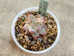 2025年最新】おらいさん苗 青札の人気アイテム - メルカリ