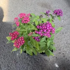 №C20・9/2 ピートモス配合 セントポーリア植替用土 20㍑入りお徳用