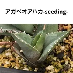 2026年最新】オアハカオテロイの人気アイテム - メルカリ