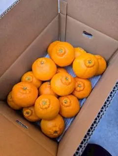 家庭用　不知火（デコポン）５ｋｇ　愛媛県産