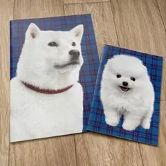 ソフトバンク犬ノートセット