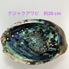 NO.58-54 クジャクアワビ(貝殻) 約20cm