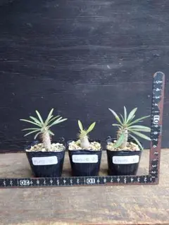 2025年最新】マカイエンセの人気アイテム - メルカリ