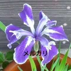 2026年最新】カキツバタ 苗の人気アイテム - メルカリ