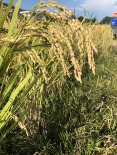 自然栽培 湧水で育てた手植え はせがけ天日干し 明治時代のお米 玄米
