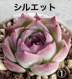 シルエット①❤️多肉植物 寄せ植え カット苗 - メルカリ