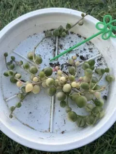 多肉植物・斑入りグリーンネックレスカット苗　緑