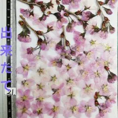 河津桜ドライフラワー 30仕切り（ケースごとネコポス発送） - メルカリ