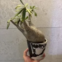 【現品】塊根植物 アデニウム ソマレンセ ８号鉢 現品】塊根植物 アデニウム ソマレンセ 8号鉢 - メルカリ