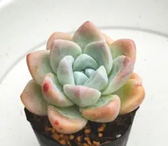 スノーミルフィーユ ミックスベリア おらいさん苗 多肉植物 - メルカリ