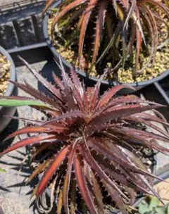 ディッキア ダコタ斑入り　種子 約2000粒　※発芽確認済 2026年最新】dyckia DAKOTAの人気アイテム - メルカリ