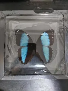 希少蝶の標本採取1966/1984等現状品のみケース約50x42x6cm 希少蝶の標本採取1966/1984等現状品のみケース約50x42x6cm