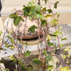 テラコッタ製 四角い植木鉢 花柄彫刻付き　スクエア鉢 テラコッタ製 四角い植木鉢 彫刻付き スクエア鉢 - メルカリ
