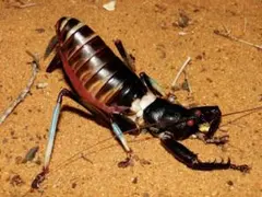 2025年最新】リオックの人気アイテム - メルカリ