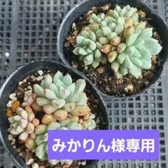 みかりん様 リクエスト 4点 まとめ商品