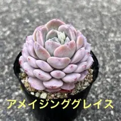 suhrhus様 リクエスト 3点 まとめ商品