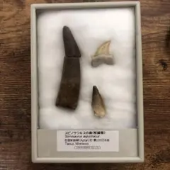 2025年最新】モササウルス 化石の人気アイテム - メルカリ