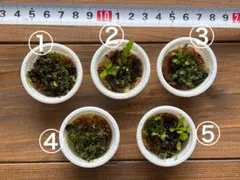 ビカクシダwillinckii Dwarf Mr. Nook前葉体 2カップ ① - メルカリ