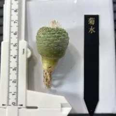 菊水 大型タイプ 実生 扁平 (親株約15cm) 鉢植えメルカリ便送料込み 菊水 大型タイプ 実生 扁平 (親株約15cm) 鉢植えメルカリ便送料