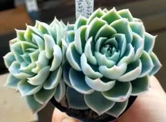 6多肉植物✨抜き苗☘️シムランスラグナサンチェス×チワワエンシス　ジェコラ交配実生 84.多肉✨抜き苗☘️ シムランスラグナサンチェス×チワワエンシス