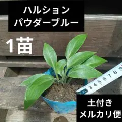 専用 2芽付き ホスタ ギボウシ ハルシオン？ 根付き抜き苗 パウダー 