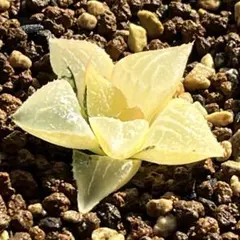 2026年最新】ハオルチア ハオルチア 酒呑童子の人気アイテム - メルカリ